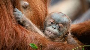 Mládě orangutana sumaterského dostane jméno v den svých měsíčních narozenin, v neděli 2. června v 11 hodin. Jde o prvního potomka samice Diri, která se o malého samečka stará velmi pečlivě. Foto Miroslav Bobek, Zoo Praha