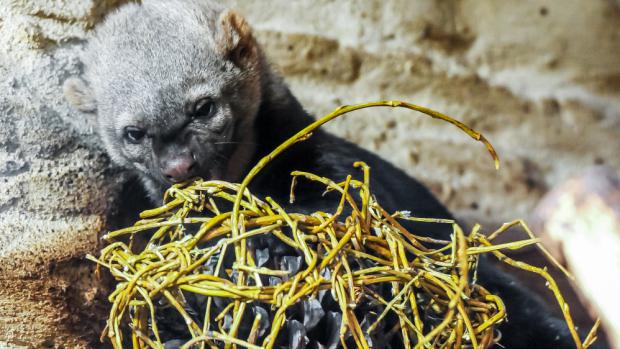 Kratochvílení, foto: Martin Smrček, Zoo Praha