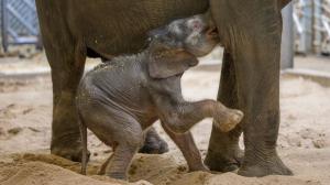 Sloní samička se narodila v pátek nad ránem. Foto: Petr Hamerník, Zoo Praha.