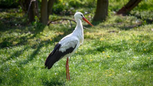 Foto: Petr Hamerník, Zoo Praha