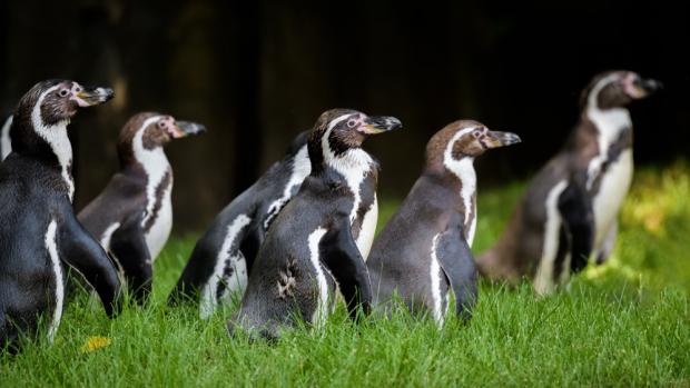 Foto: Petr Hamerník, Zoo Praha