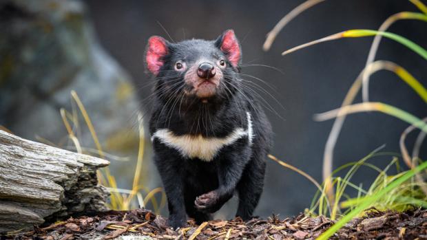 Foto: Petr Hamerník, Zoo Praha