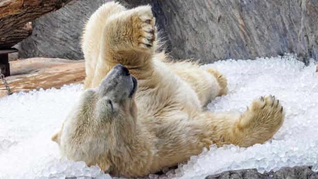 Foto: Miroslav Bobek, Zoo Praha