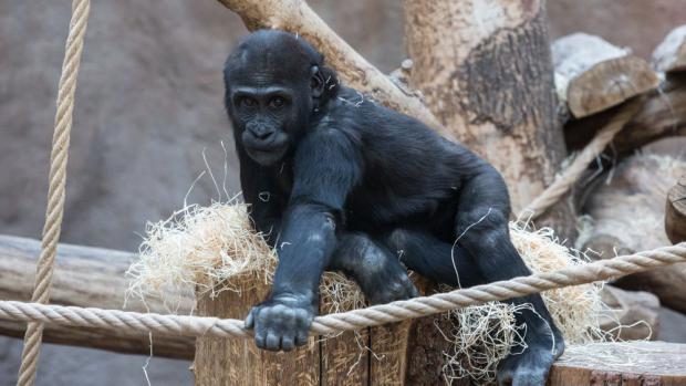 Nuru, foto: Václav Šilha, Zoo Praha