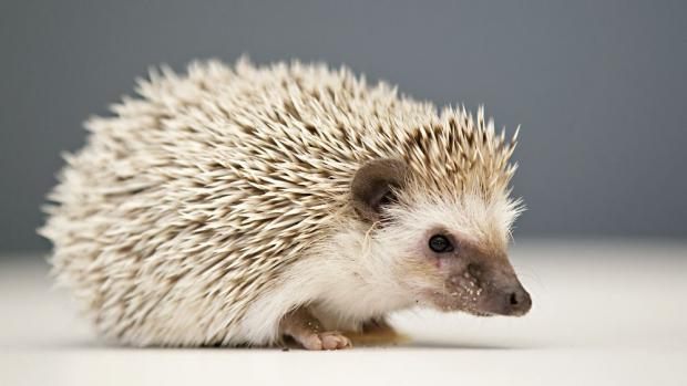 Ježek bělobřichý. Foto: Tomáš Adamec, Zoo Praha