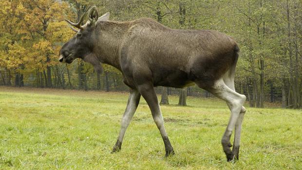 Los evropský (c) Archiv Zoo Praha