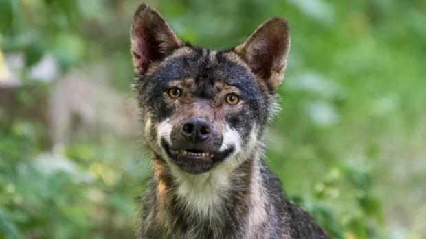 Samec vlka eurasijského Grim, foto: Petr Hamerník, Zoo Praha