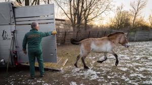 Do Zoo Praha dnes ráno přicestovaly dvě klisny koně Převalského z Finska. Foto: Petr Hamerník, Zoo Praha
