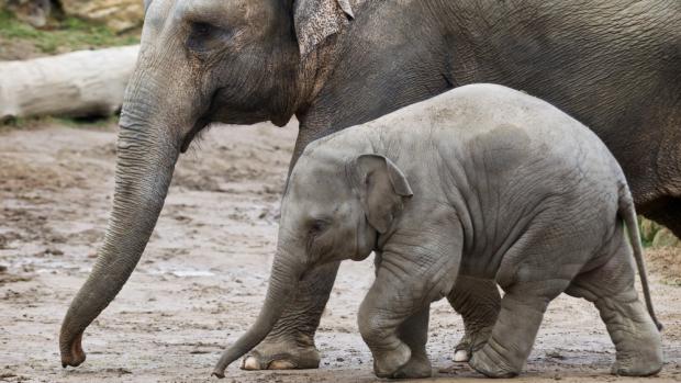 Půltunová Sita s mámou Donnou. Foto: Tomáš Adamec, Zoo Praha