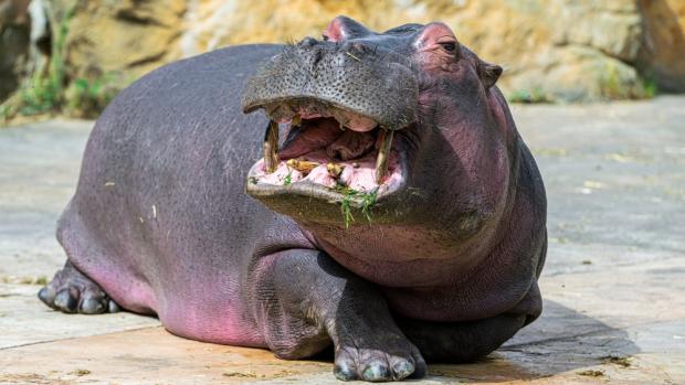 Foto: Petr Hamerník, Zoo Praha