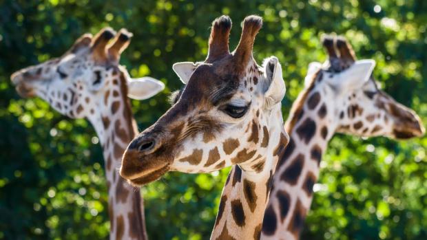 Foto: Petr Hamerník, Zoo Praha