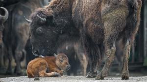 V pátek 5. května se narodilo mládě bizona. Foto Petr Hamerník, Zoo Praha.
