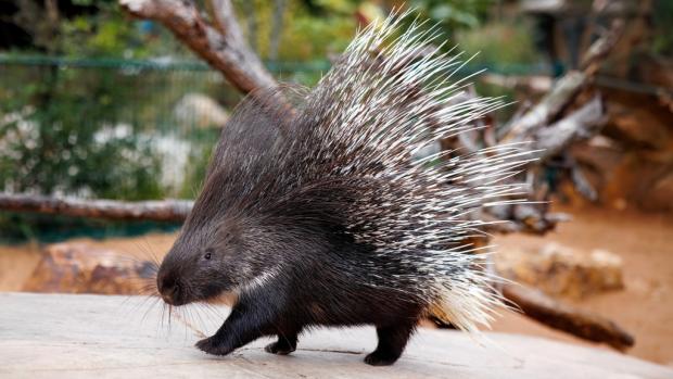 Indian crested porcupine (Hystrix indica) in Prague Zoo. Photo: Miroslav Bobek