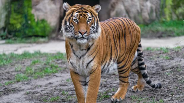 Tygr malajský Johann dorazil do pražské zoo na konci října 2014. Foto: Petr Hamerník, Zoo Praha