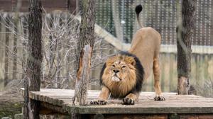 Lev indický Jamvan. Foto: Petr Hamerník, Zoo Praha