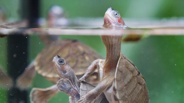 Želvy Smithovy, foto: Tomáš Adamec, Zoo Praha