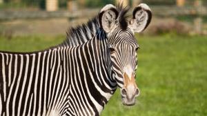  Zebra Grévyho, foto: Petr Hamerník, Zoo Praha