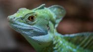 Bazilišek zelený. Při pohledu na něj sice nezkameníte, zato vás může překvapit „chůzí“ po vodě. Foto Tereza Mrhálková, Zoo Praha