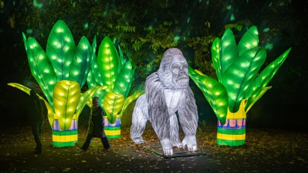 The western lowland gorilla, one of Prague Zoo’s flagship species, will be at the exhibition. Source: Garden of Lights