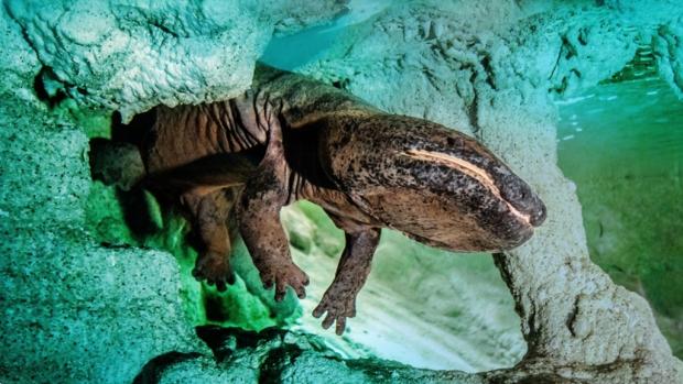 Velemlok čínský Karlo. Foto: Petr Hamerník, Zoo Praha