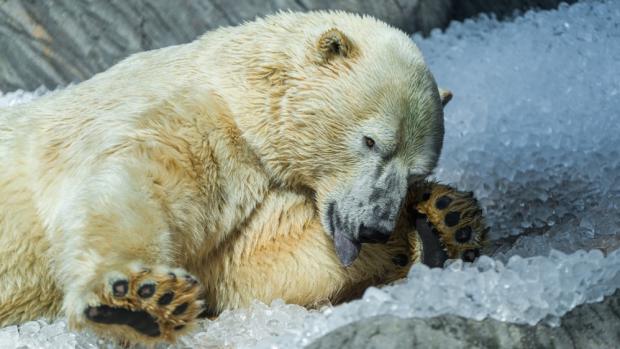 Foto: Petr Hamerník, Zoo Praha