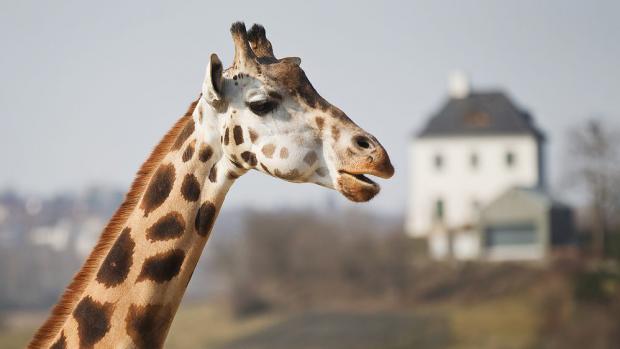 Mezinárodní den žiraf v Zoo Praha. Foto: Archiv Zoo Praha