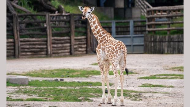 Těžší začátek života Johanka zvládla a nyní si už užívá venkovní výběh. Foto Oliver Le Que, Zoo Praha