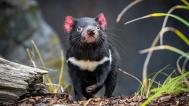 Foto: Petr Hamerník, Zoo Praha