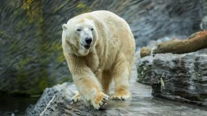 Samec ledního medvěda Tom ještě v Zoo Praha. Foto: Petr Hamerník, Zoo Praha