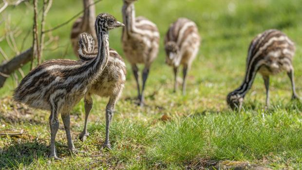 Mláďata emu hnědého, foto: Petr Hamerník, Zoo Praha