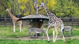 Vedle nepřehlédnutelných žiraf obývají Africkou savanu v Zoo Praha i zebry Grévyho – vůbec největší druh zebry typický svým hustým a úzkým pruhováním. Foto Oliver Le Que, Zoo Praha