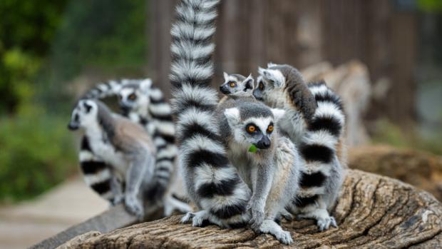 Lemuři kata, foto: Petr Hamerník, Zoo Praha