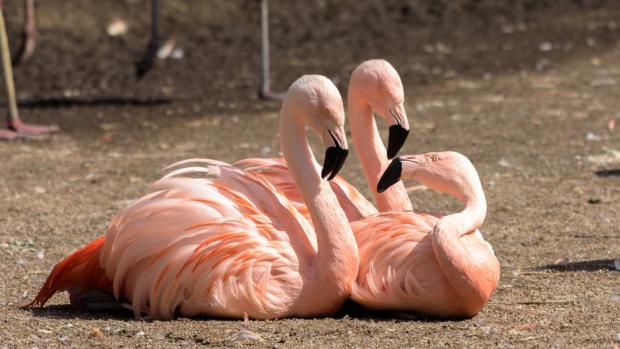 Plameňáci chilští jsou nádherní a snadno rozpoznatelní díky světle růžové barvě peří. Foto: Petr Hamerník, Zoo Praha.