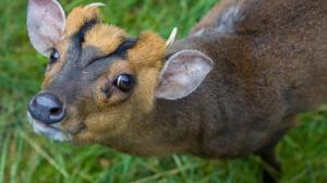 Muntžak malý, foto: Tereza Mrhálková, Zoo Praha