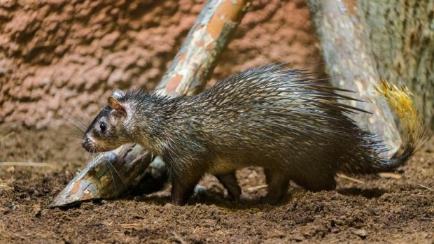 Osinák africký krátce po vypuštění v novém pavilonu goril. Foto: Petr Hamerník, Zoo Praha