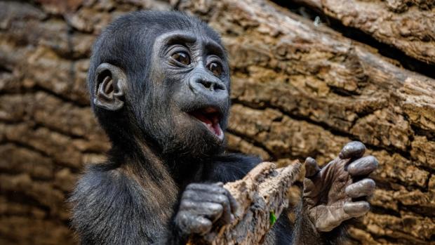 Six months old Gaia in Prague Zoo. Photo Miroslav Bobek