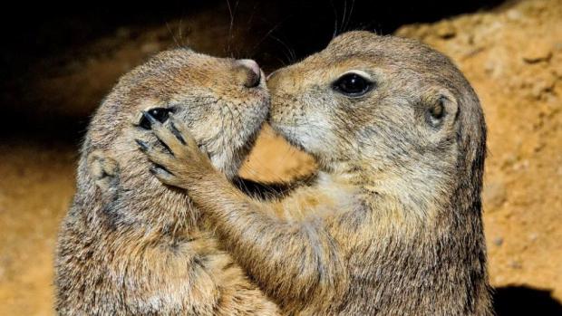 Psoun prériový, foto: Petr Hamerník, Zoo Praha