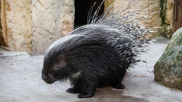 Dikobraz jihoafrický (Hystrix africaeaustralis) v Zoo Praha. Foto Miroslav Bobek