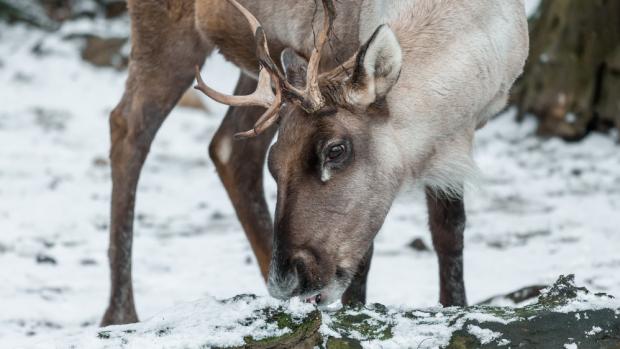 Foto: Petr Hamerník, Zoo Praha