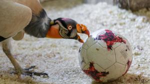 A king vulture with a ball. Photo: Petr Hamerník, Prague Zoo