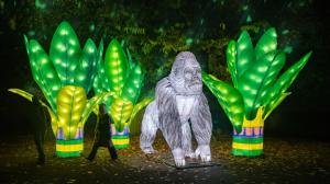 The western lowland gorilla, one of Prague Zoo’s flagship species, will be at the exhibition. Source: Garden of Lights