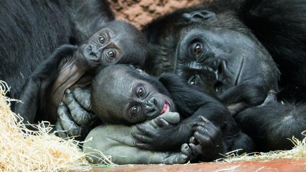 Samičky gorily nížinné Mobi a Gaia se svými matkami. Foto: Petr Hamerník, Zoo Praha