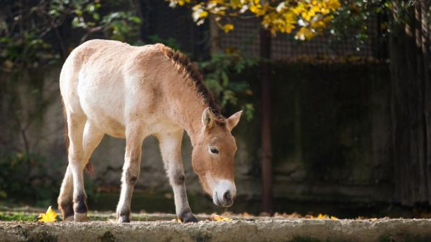 Querida, klisna narozená v Zoo Praha, je jednou z klisen určených pro letošní transport. Foto: Tomáš Adamec, Zoo Praha