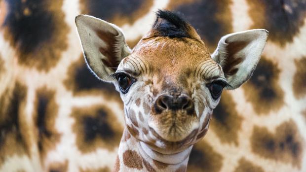 Nové mládě žirafy Rothschildovy. Foto: Petr Hamerník, Zoo Praha