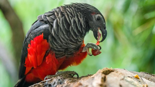 Tricha orlí, foto: Petr Hamerník, Zoo Praha