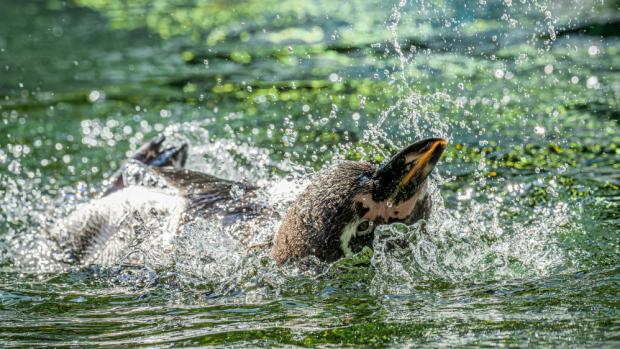 Foto: Petr Hamerník, Zoo Praha