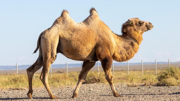 Jeden z velbloudů divokých přepravených do chovného centra Toli bulag v mongolské Gobi A. Foto: Kristýna Čechlovská, Zoo Praha