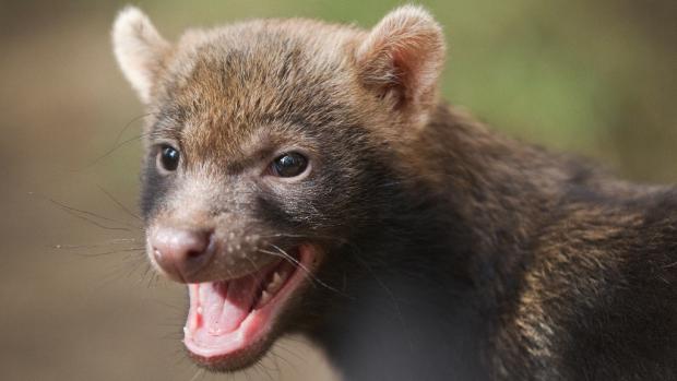 Štěňata psa pralesního ve věku 3 měsíců. Foto: Tomáš Adamec, Zoo Praha.