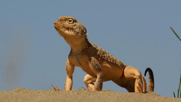 Phrynocephalus mystaceus galli Kattakum Uzbekistan, foto: Petr Velenský, Zoo Praha