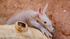 Foto: Miroslav Bobek, Zoo Praha